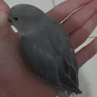 طوطی برزیلی بلک سرلاکی و نرم خور فول اهلی کمیاب