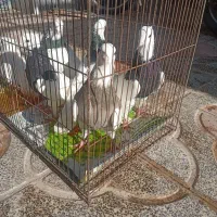 4تاش نر2تاش ماده با طوقی ماده هم عوض میکنم