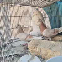 کفتر پرشی و پلاکی شماره 3