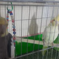 عروس هلندی مولد