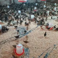 جوجه ۴۰روزه بازدید(درشاهین دژ)