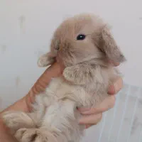 بچه خرگوش لوپ ومینیاتوری تربیت شده