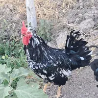 خروس گلین مشکی