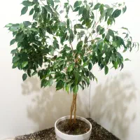 بنجامین و دراسنا