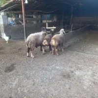 سه راس بره نرچاق