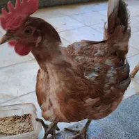 مرغ تخم گزار