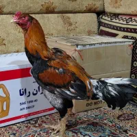 خروس لاری