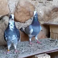 فروش کفتر پلاکی