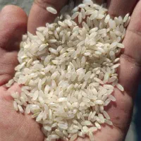 برنج کامفیروزی درجه یک عمده و خرده