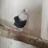 کبوتر|پرنده|گله دار, |دیوار