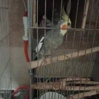 عروس هلندی جفت و تک