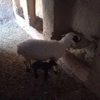 فروش میش با بچه