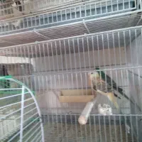 طوطی آوازه خوان .نئوفما