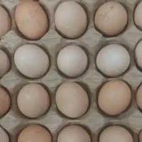 تخم مرغ نطفه دار