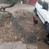 سه تا مرغ سه تا خروس