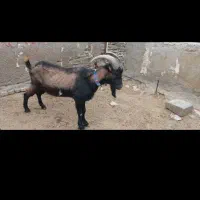 نربز آلپاین