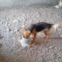 فروش سگ ژرمن ماده