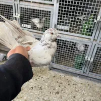 کفتر گرفتنی بلندی