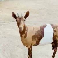 بز صلاله