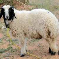 بره ماده
