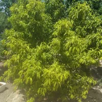 علف چین یونجه باغچه  دربناب ملکان  مراغه  میانداب