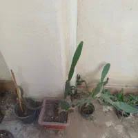 گل یوکا گل کاکتوس اپونتیا