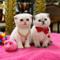 بچه گربه های کیوت