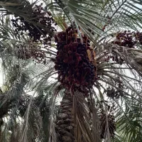 100عددنخل خرمااجارداده میشود