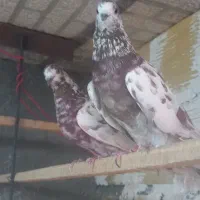 کبوتر پرشی