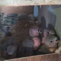 جوجه سرلاکی کوتوله