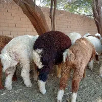بره