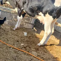 گاو باگوساله ماده تازه زاییده