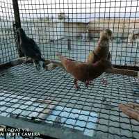 چهارتا حیوون قلدر پرشی مال بازی زد خوردی