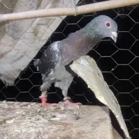 مسافتی پلاکی نر