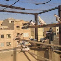 کفتر