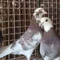 شازده سرخ وسرخ وهما پرشی