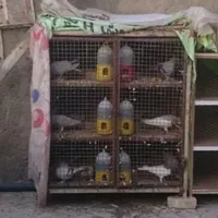 قفس جفتی کفتر