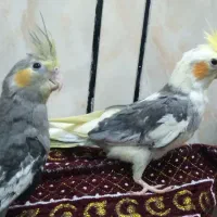 یک جفت عروس هلندی
