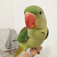 جوجه شاه طوطی نر