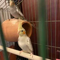 عروس هلندی زیبا