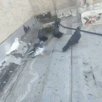 کبوتر