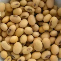 بذر سویا رقم ویلیامز