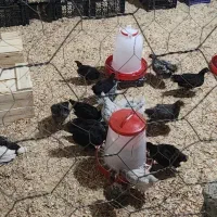 نیمچه مرغ وخروس ۲ماهه