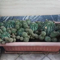گل و گیاه