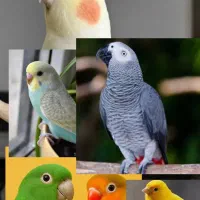 واگذاری انواع پرنده  قبول می‌کنیم