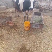 گاو