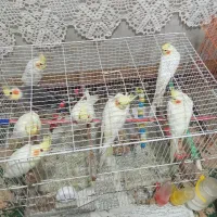 فروش عروس هلندی