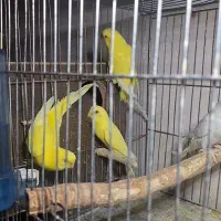 مرغ عشق جفت رنگ خاص