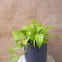پتوس نئون و ساده