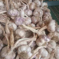 سیر